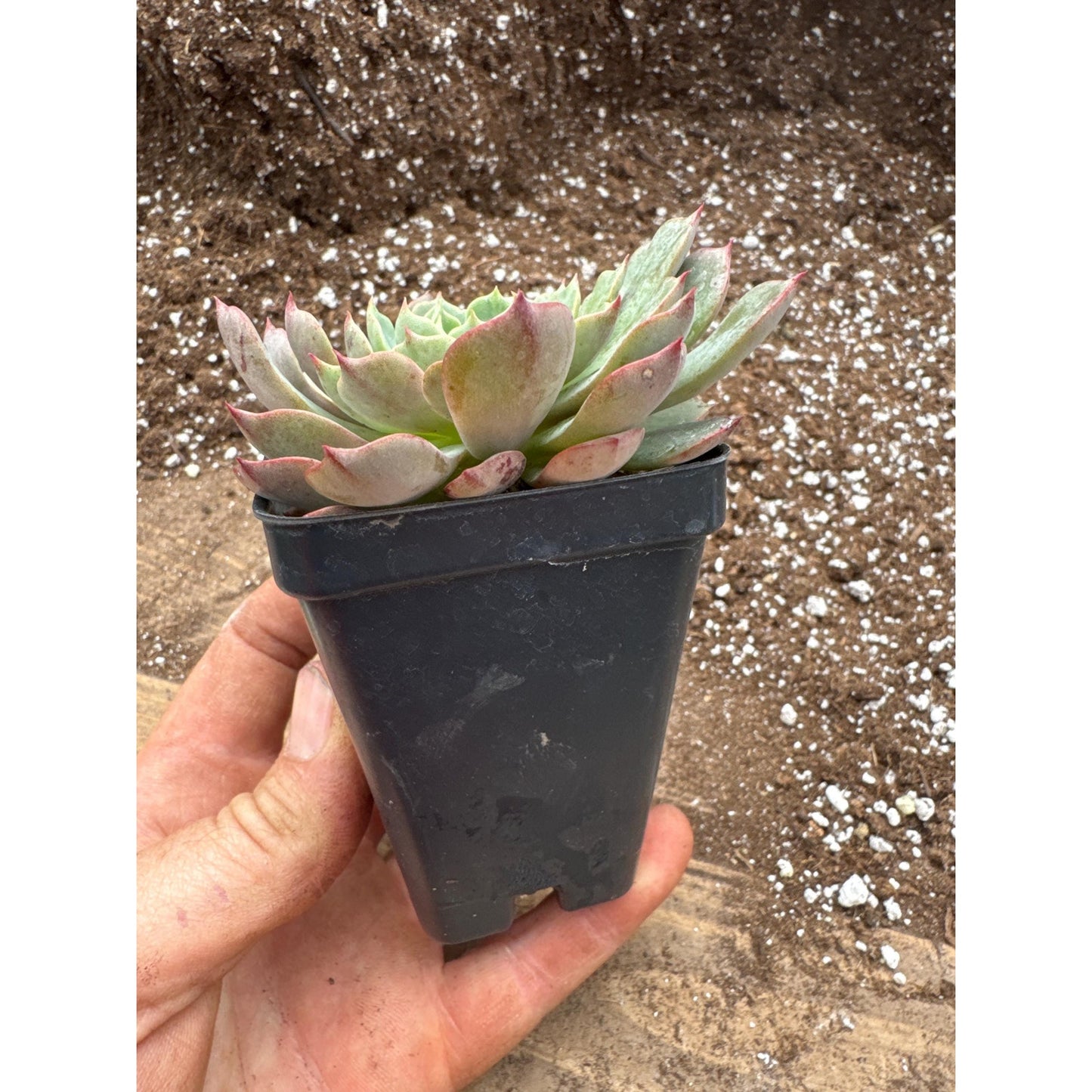 Echeveria ‘magic flame’