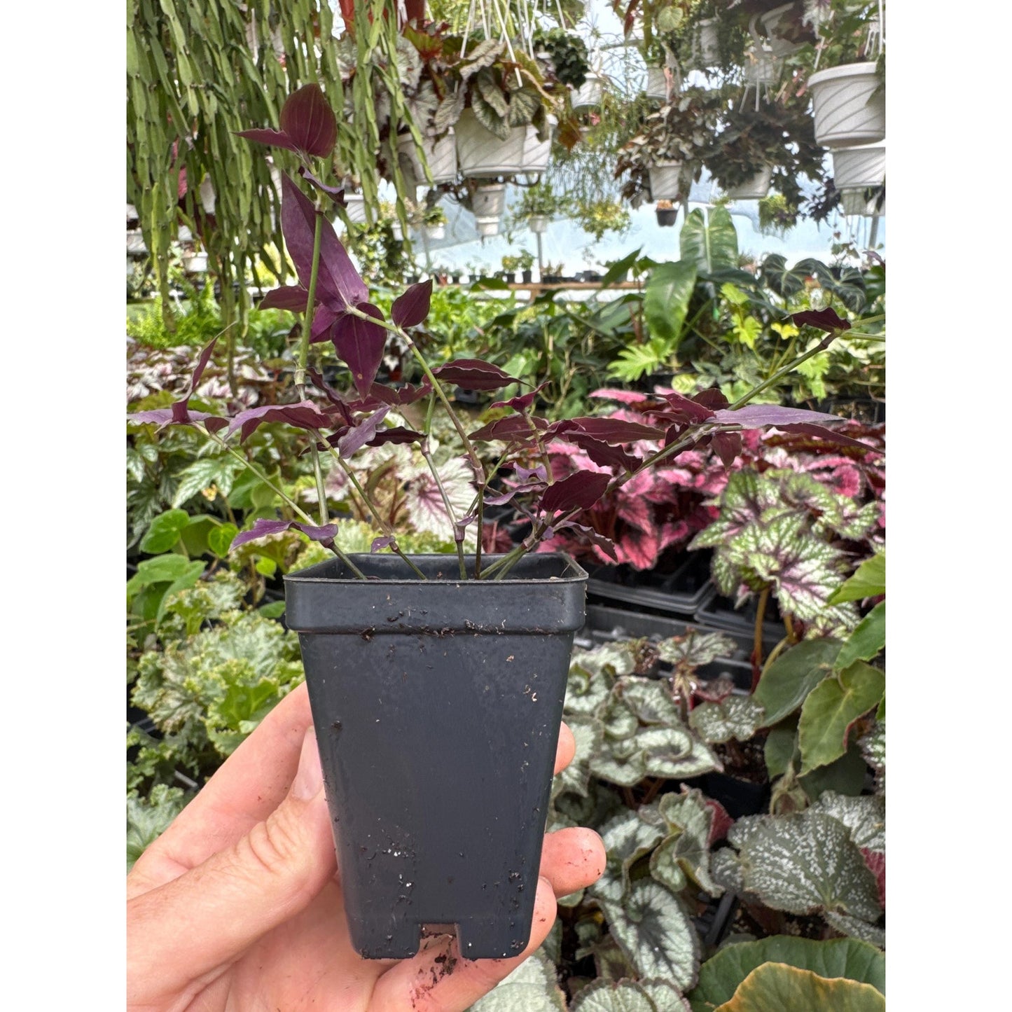 Gibasis sp. “purple bridal veil”