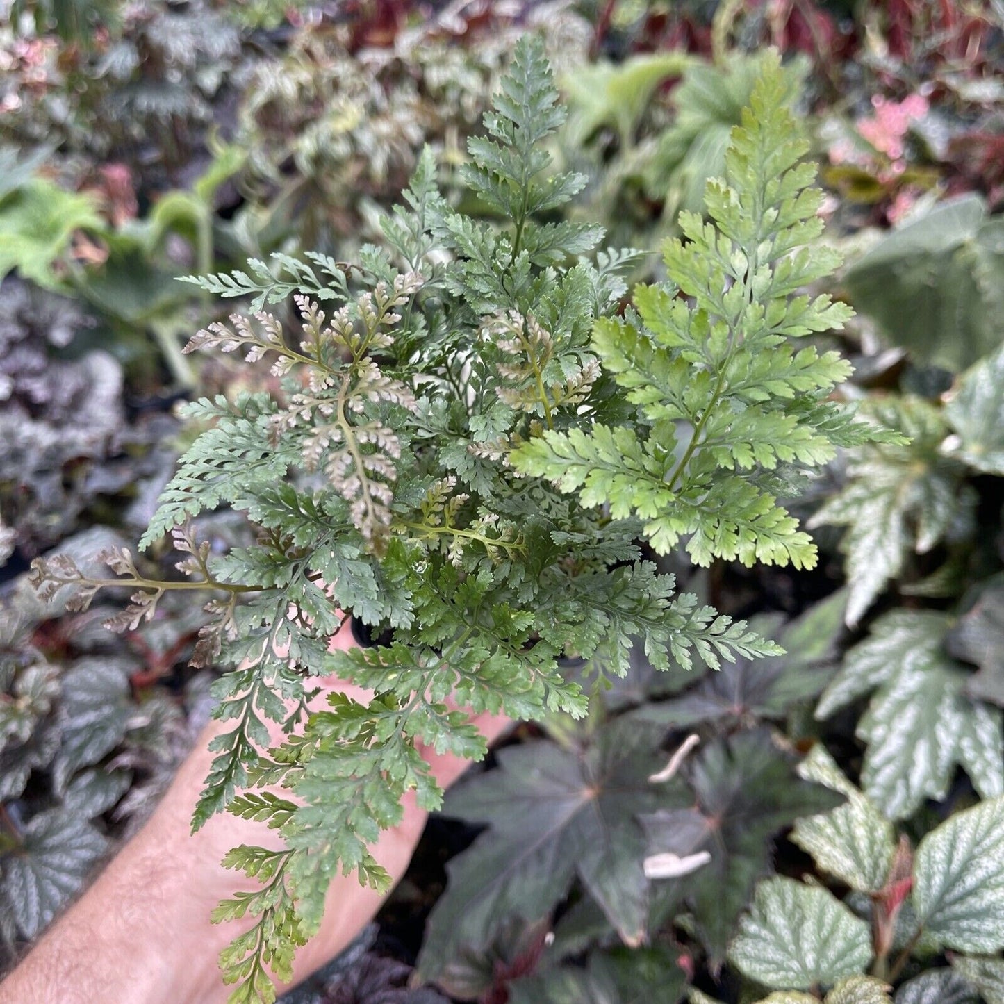 White rabbit's foot fern! Davallia fejeensis