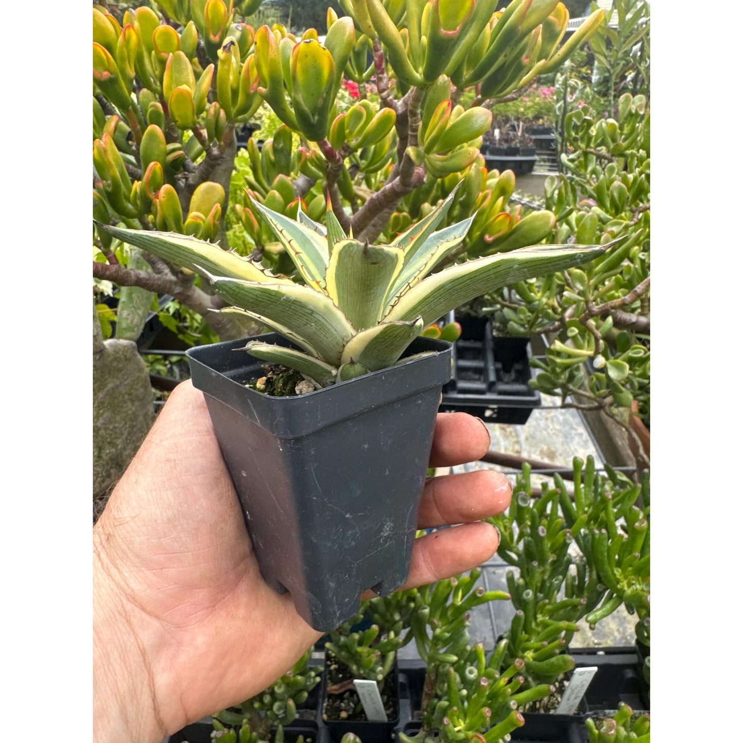 Agave lophantha ‘quadricolor’