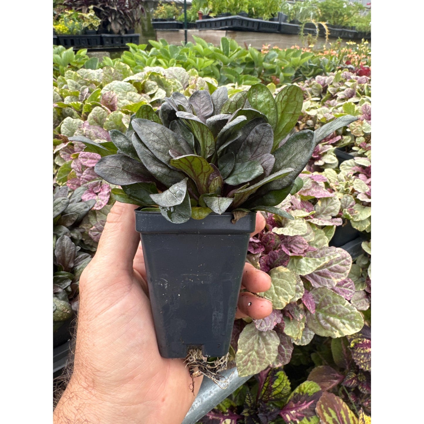 Ajuga ‘blueberry muffin’-Perennial Groundcover for sun or shade