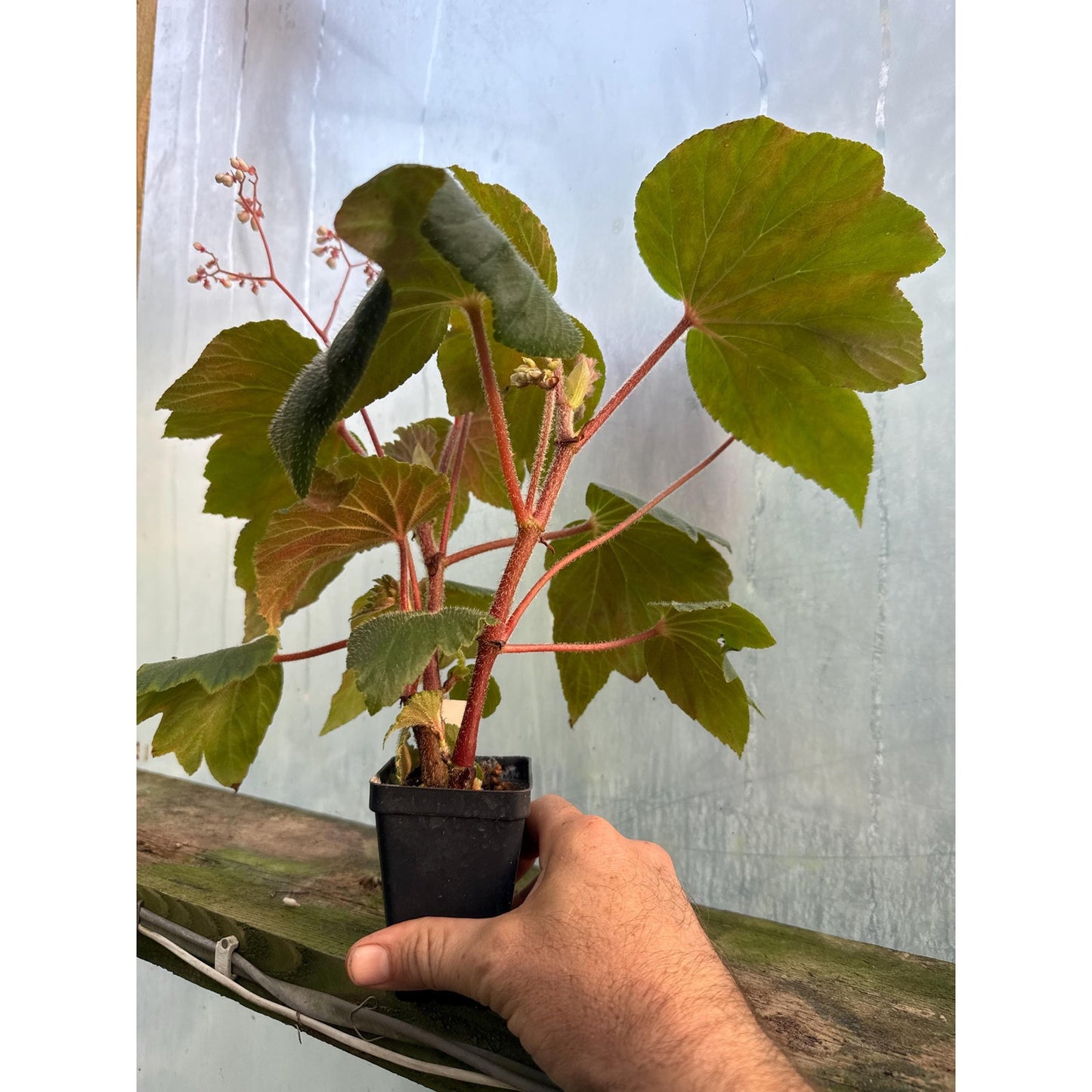 Begonia ‘Mrs. Fred T. Scripps’