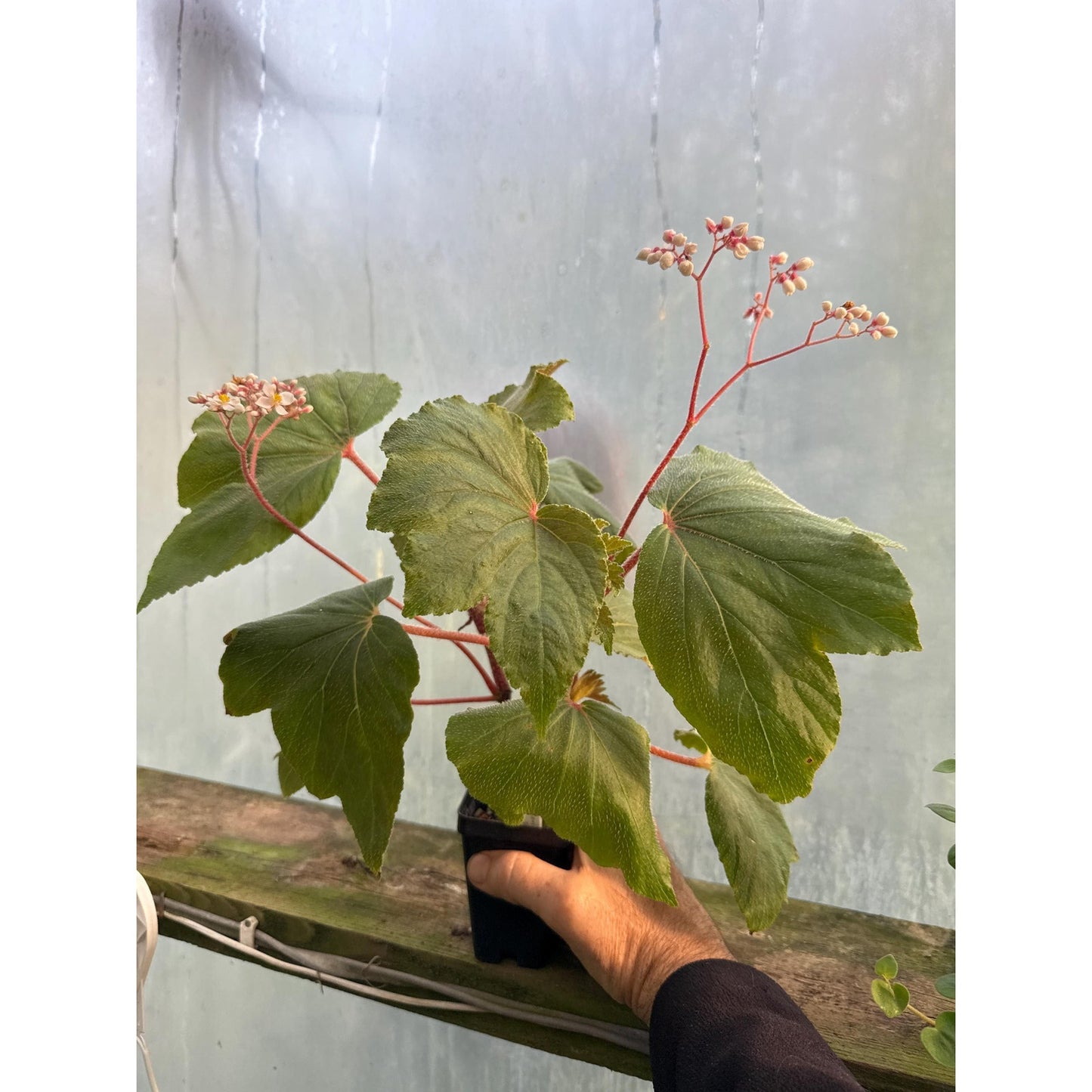 Begonia ‘Mrs. Fred T. Scripps’