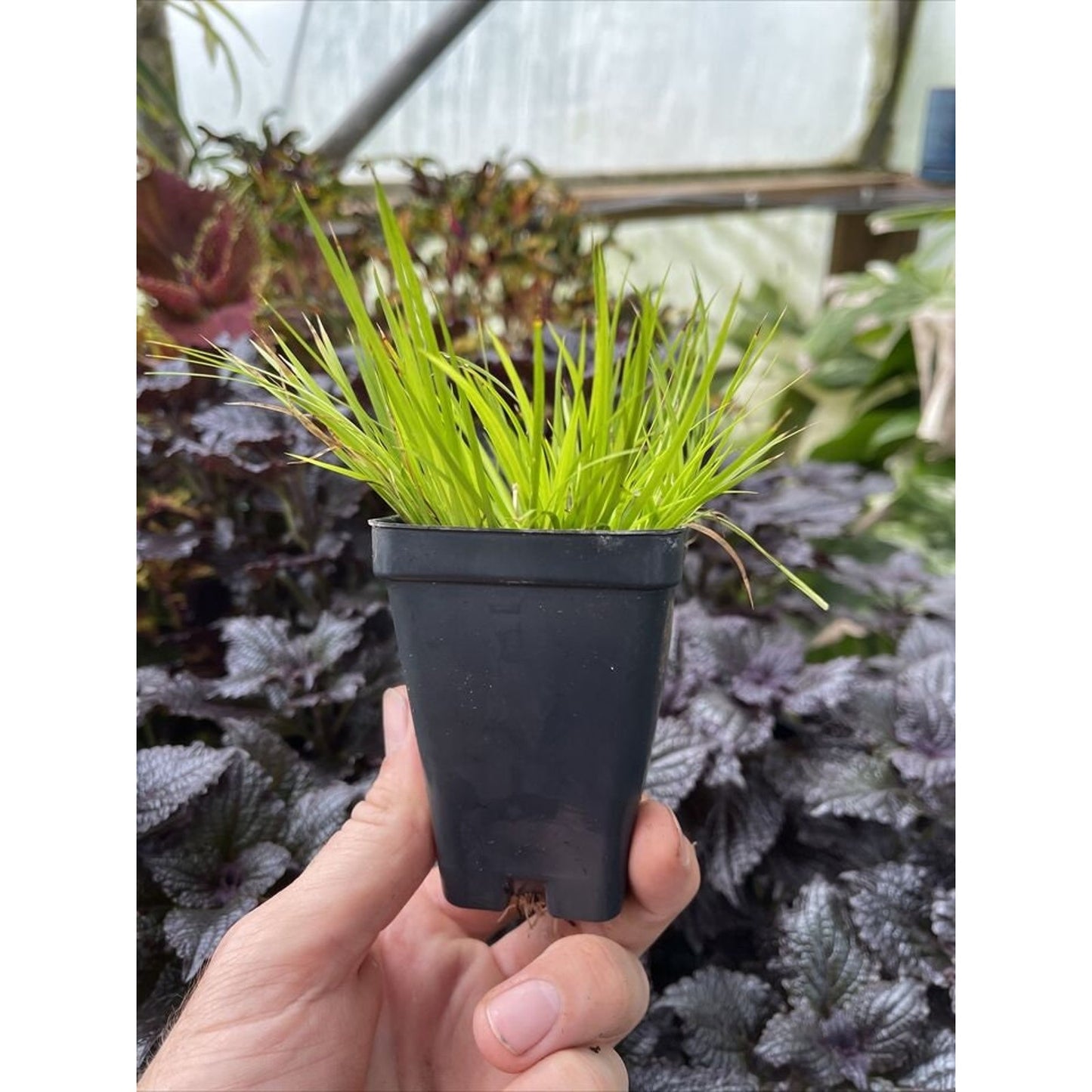 Acorus Gramineus 'MINIMUS AUREUS’ - Dwarf sweet flag! indoors or out!