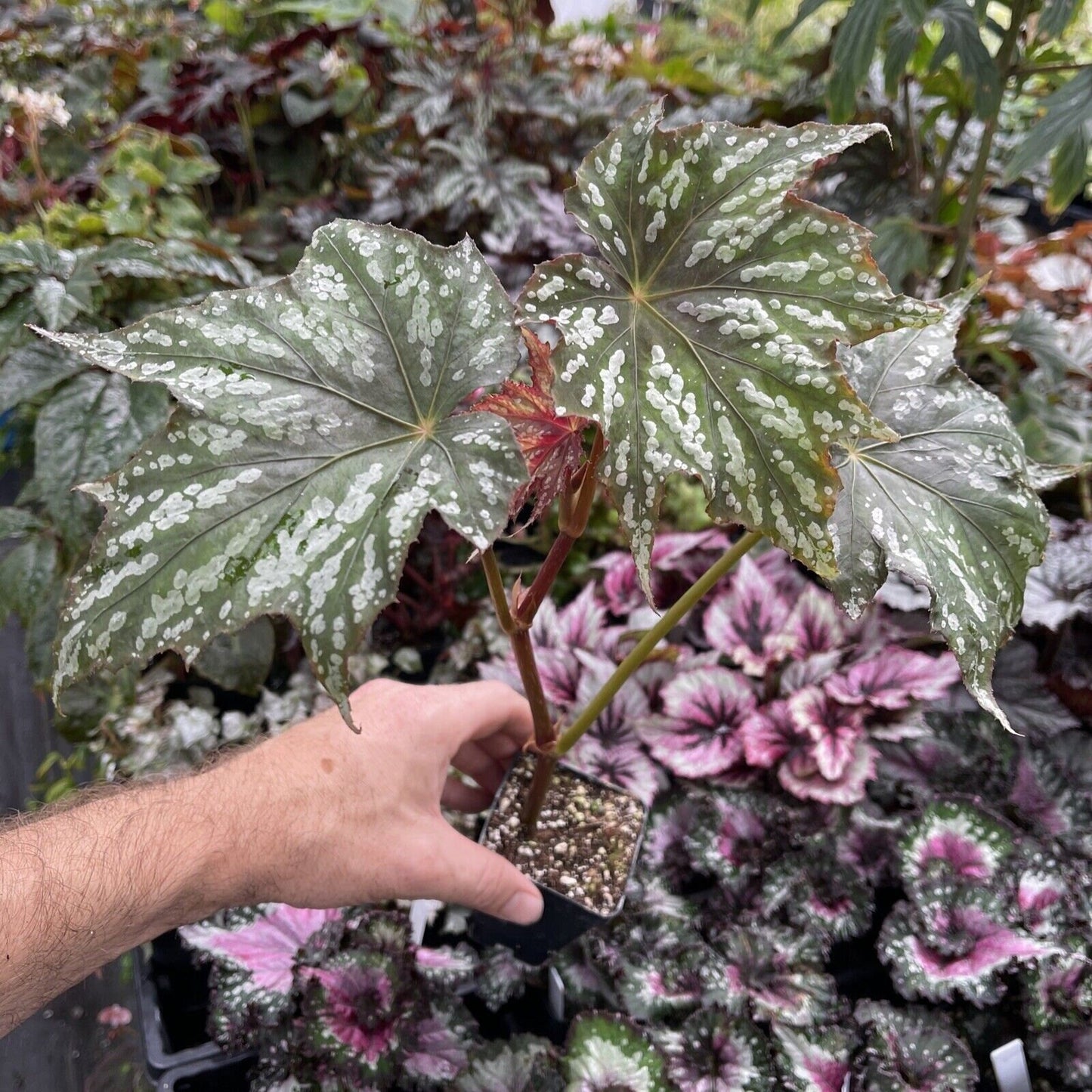 Begonia deliciosa