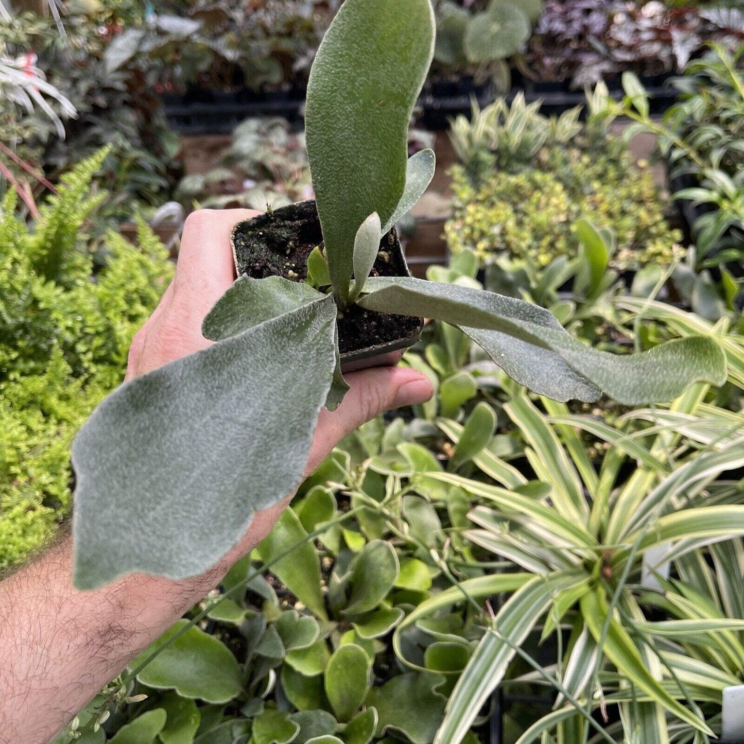 Compact staghorn fern - Platycerium bifurcatum ‘Netherlands’