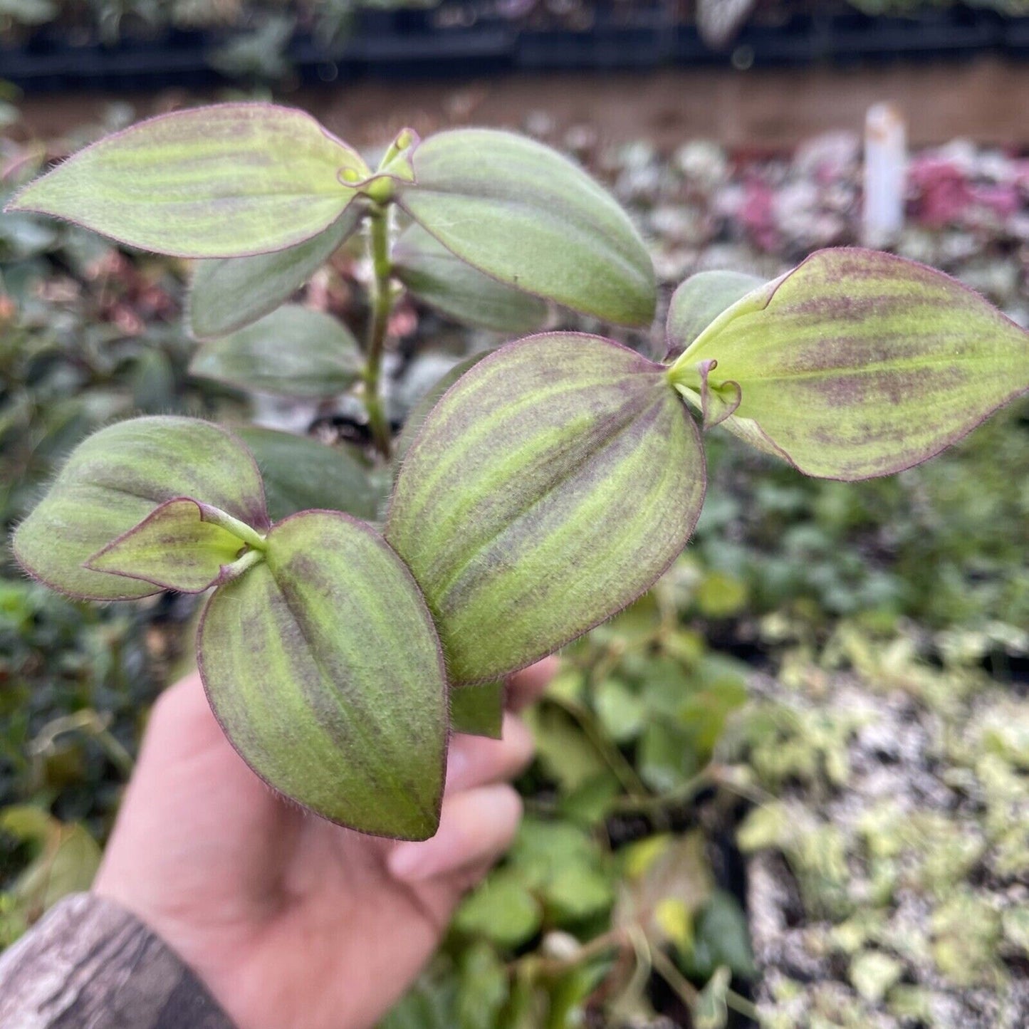 Tradescantia zebrina var. mollipila “purple plush”
