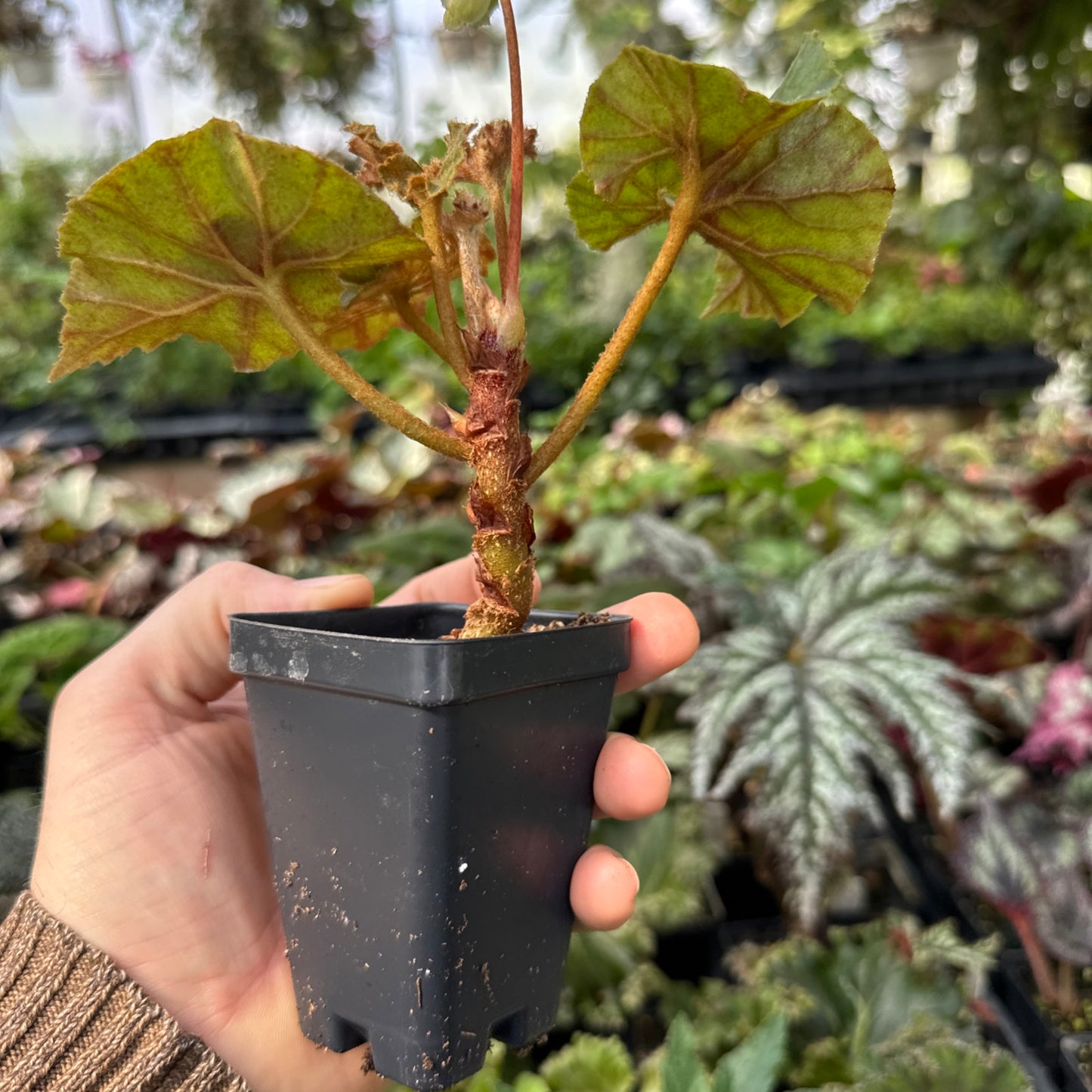 Begonia ‘CARELESS WHISPER’