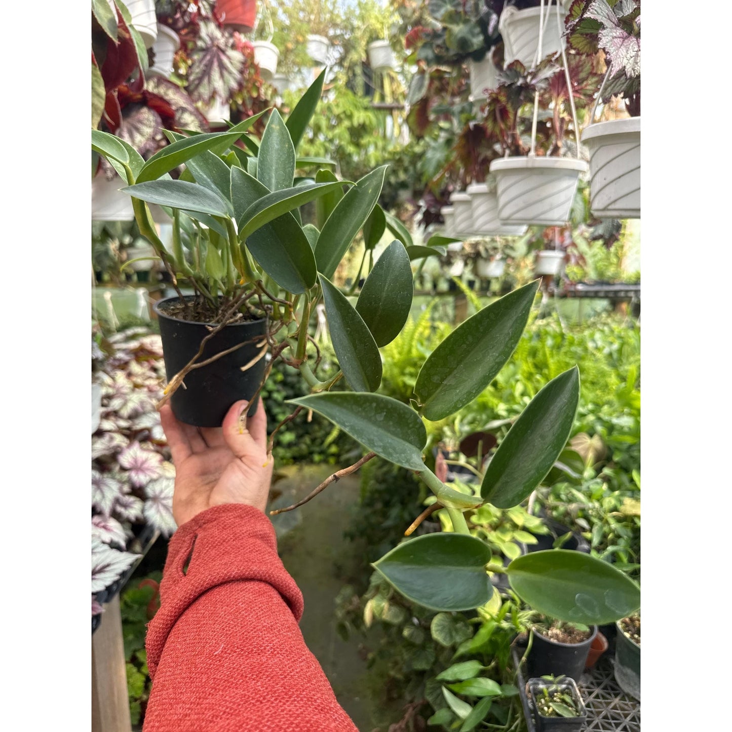 Rhaphidophora sp. “noid”- Large pot!