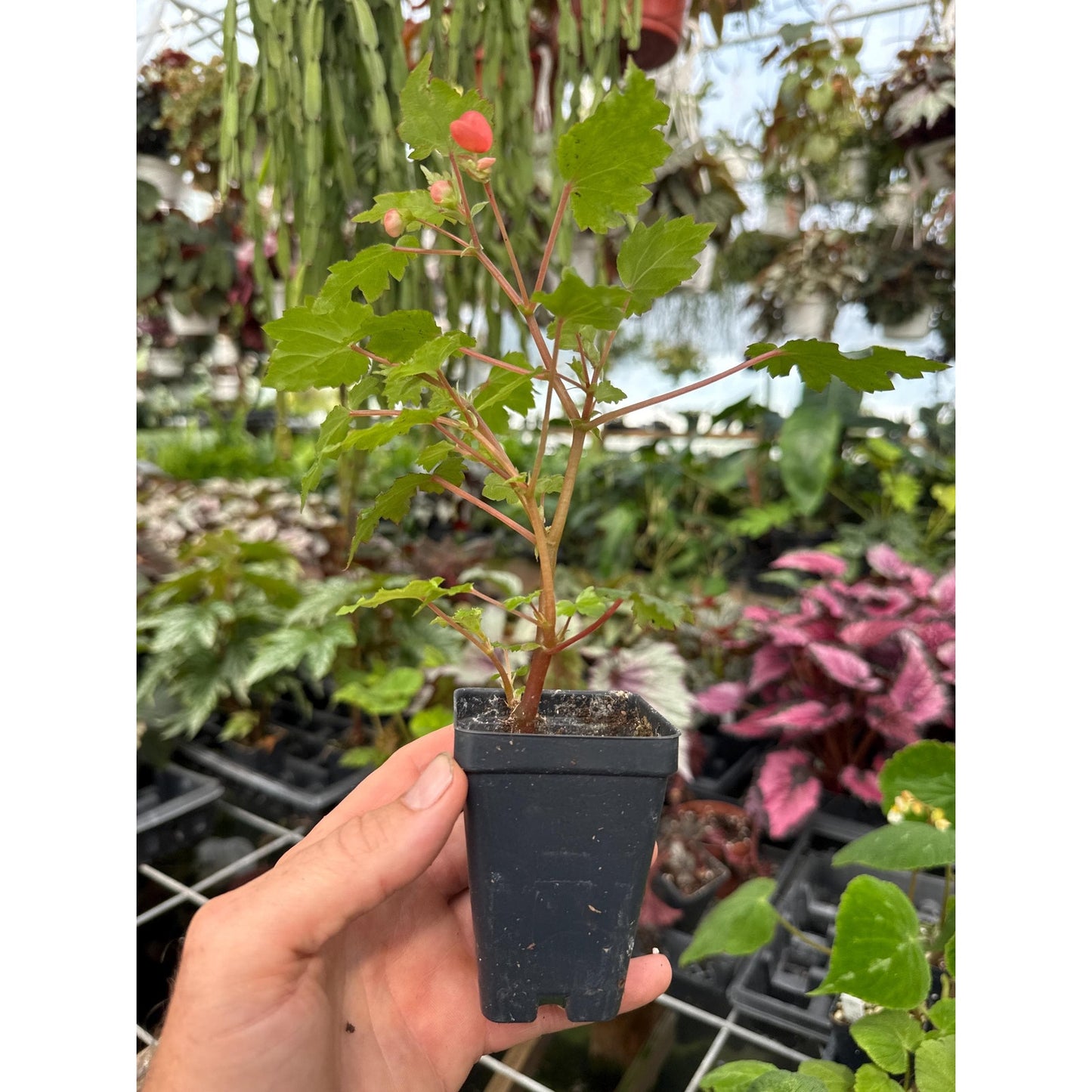 Begonia ‘Max Welton’