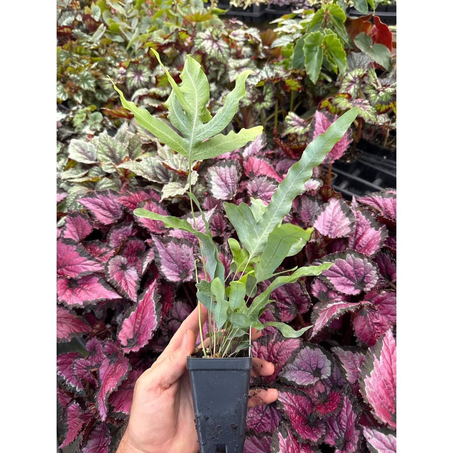 Blue star fern