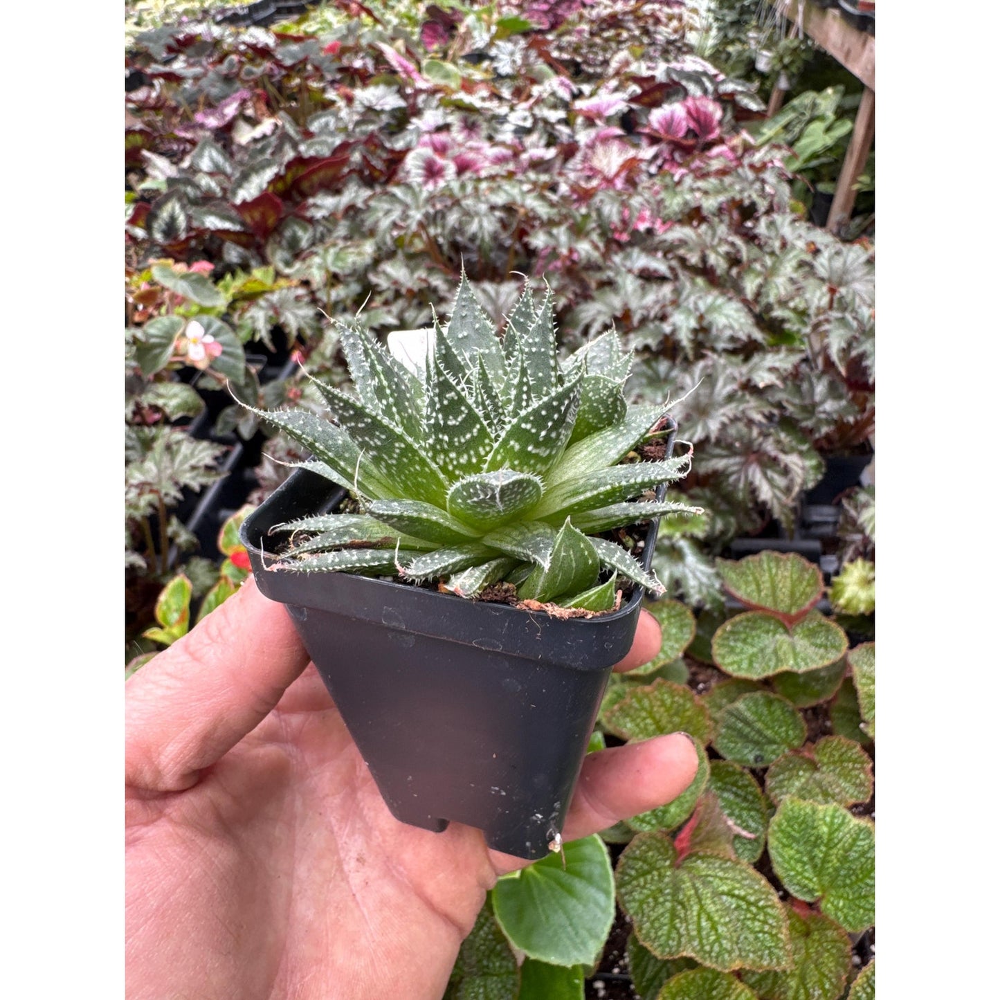 Aloe aristata