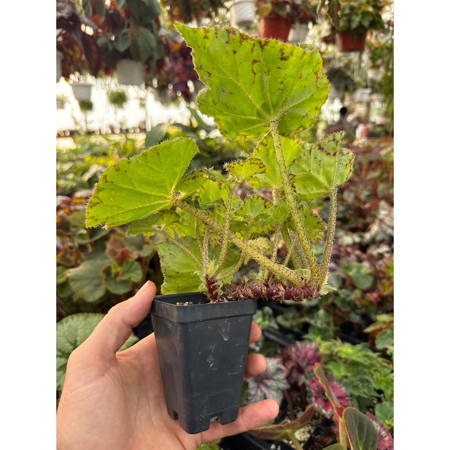Begonia ‘froggy’