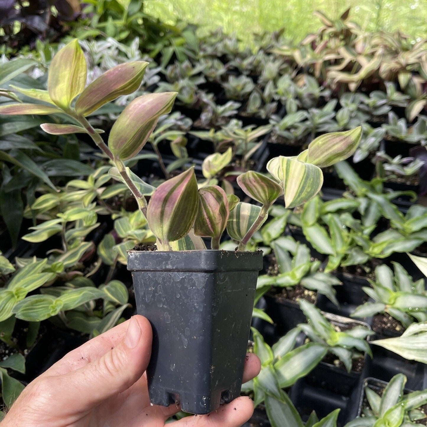 Tradescantia chrysophylla “VARIEGATA”