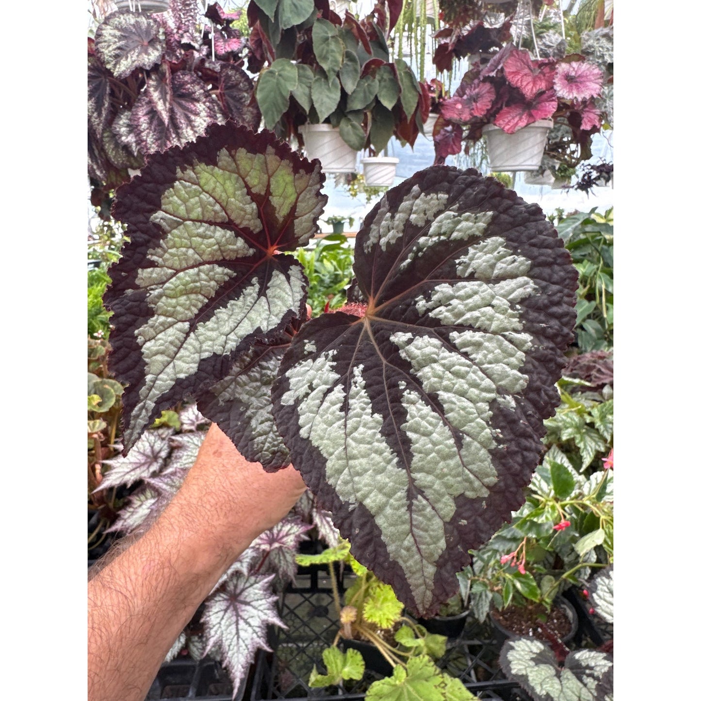 Begonia ‘kathrine’