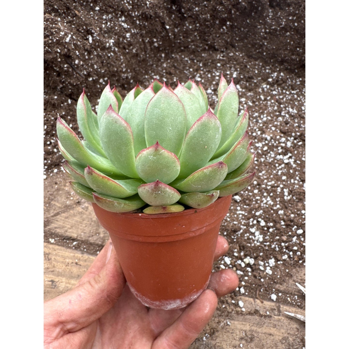 Echeveria ‘the peony pavilion’