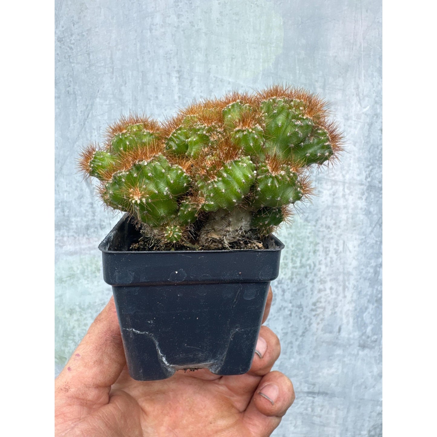 Cereus peruvianus monstrose