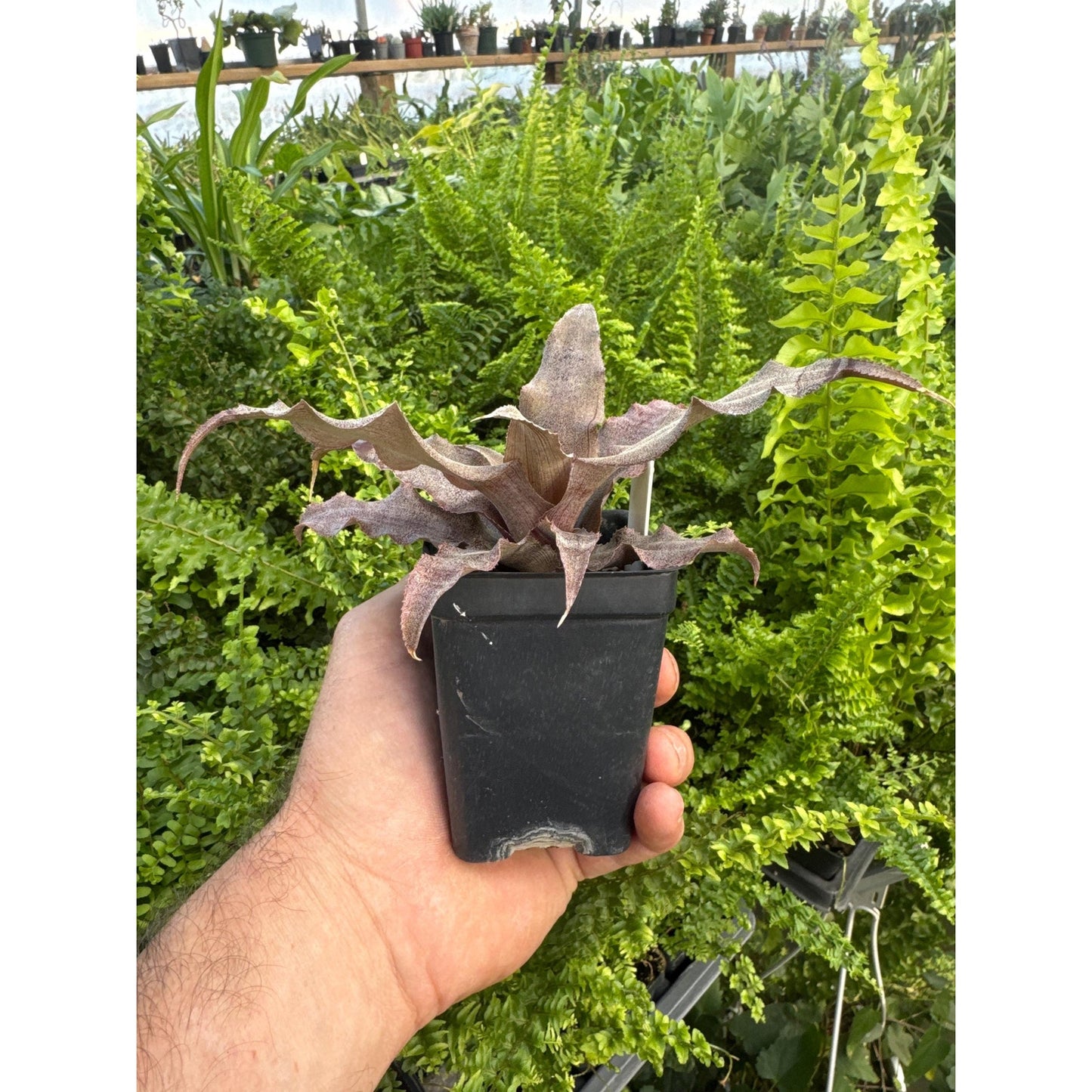 Cryptanthus ‘desert dunes’- rare older hybrid