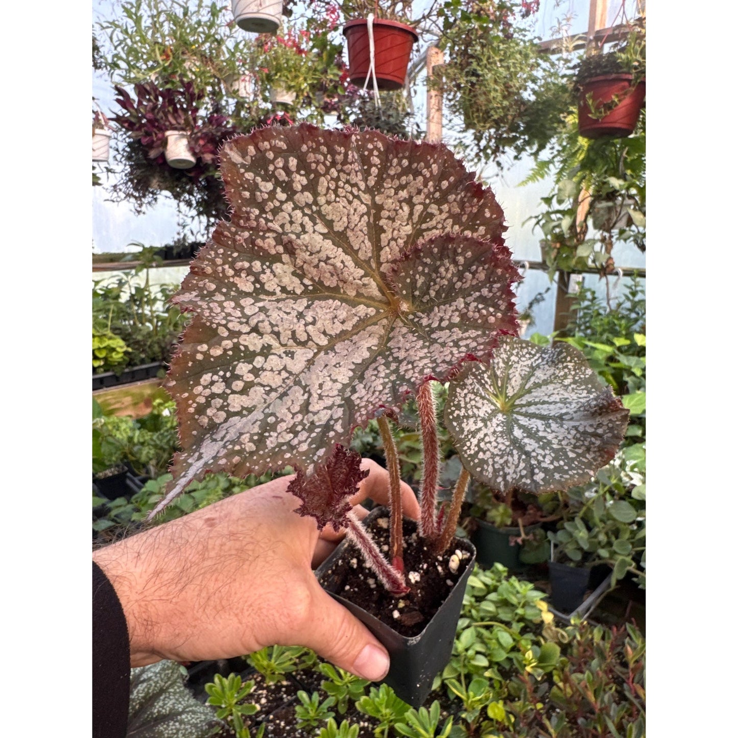 Begonia ‘island magic’