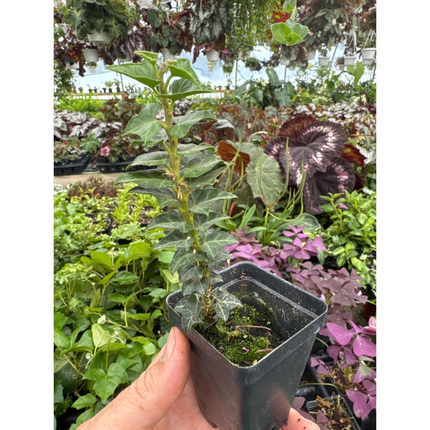 Ivy - Hedera helix ‘erecta’