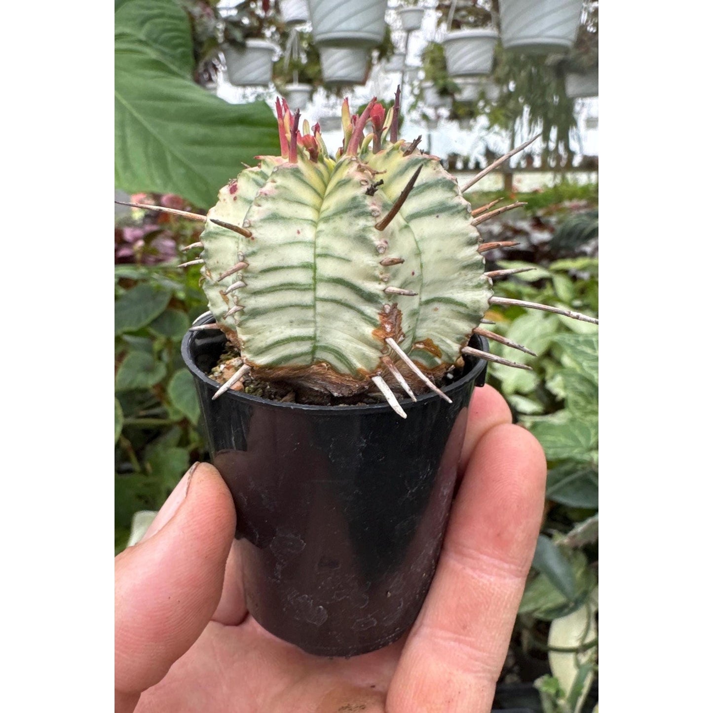 Euphorbia meloformis variegated