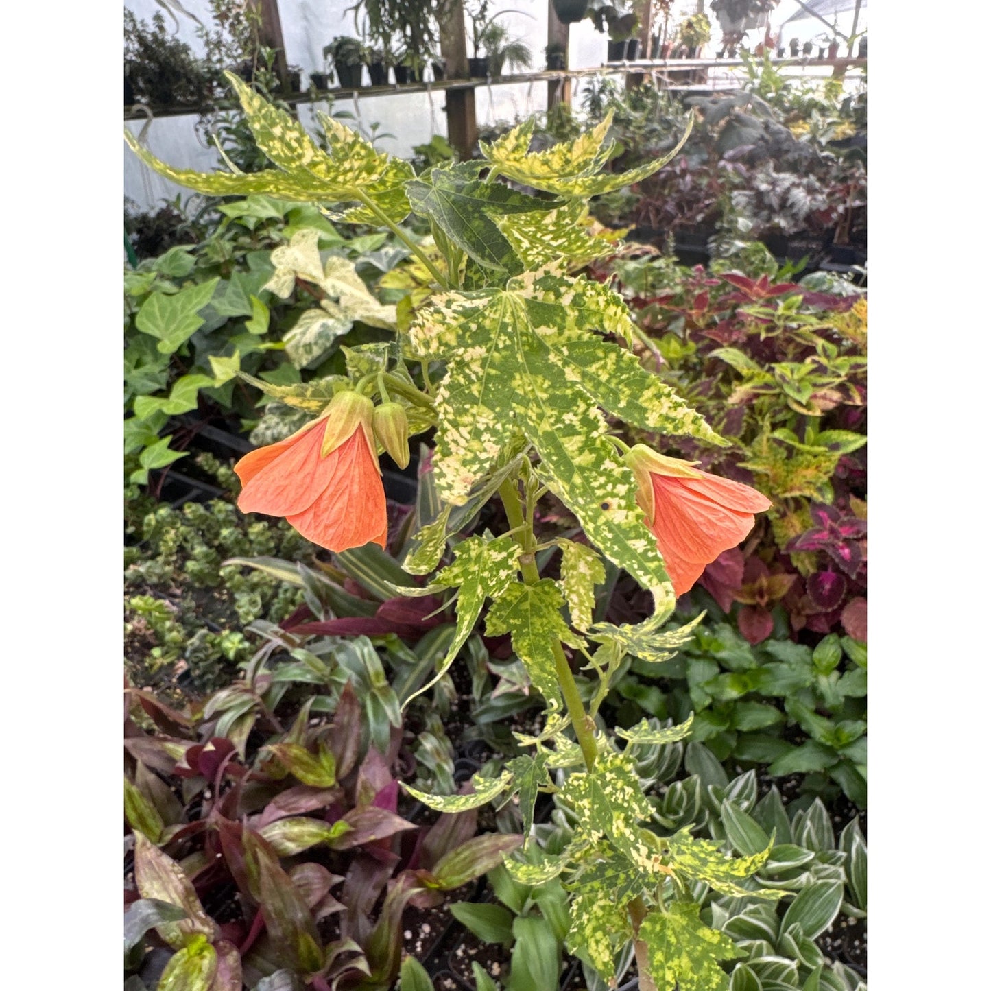 Abutilon pictum ‘thompsonii’