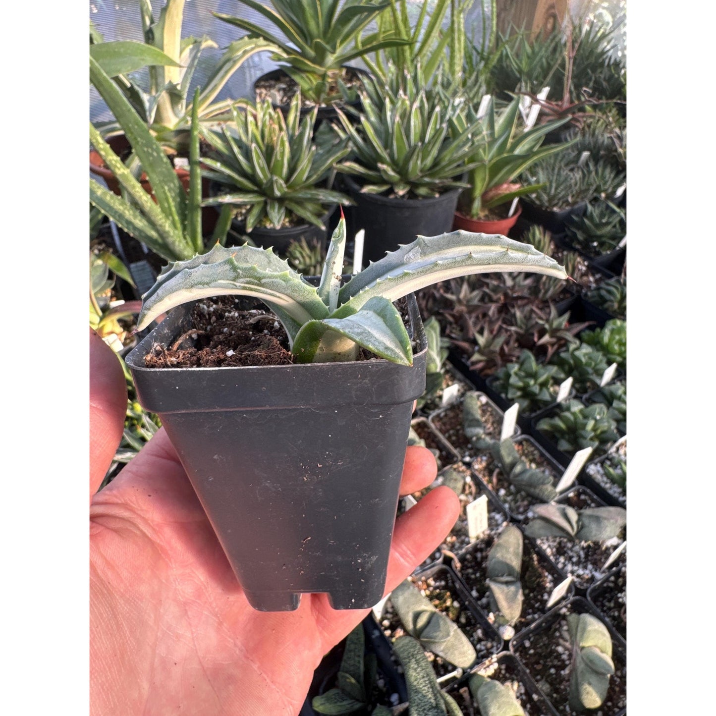 Agave americana ‘medio- picta alblo’