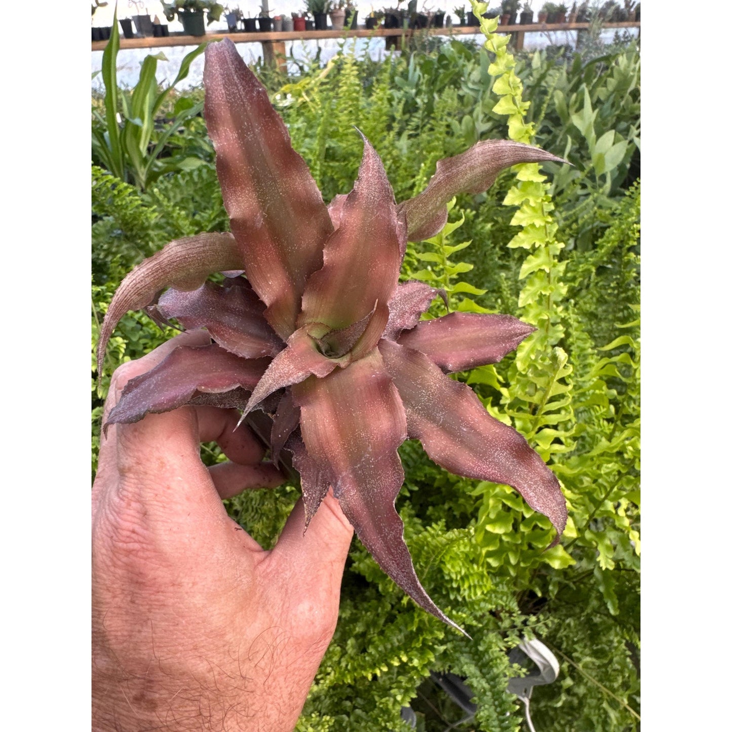 Cryptanthus marginatus
