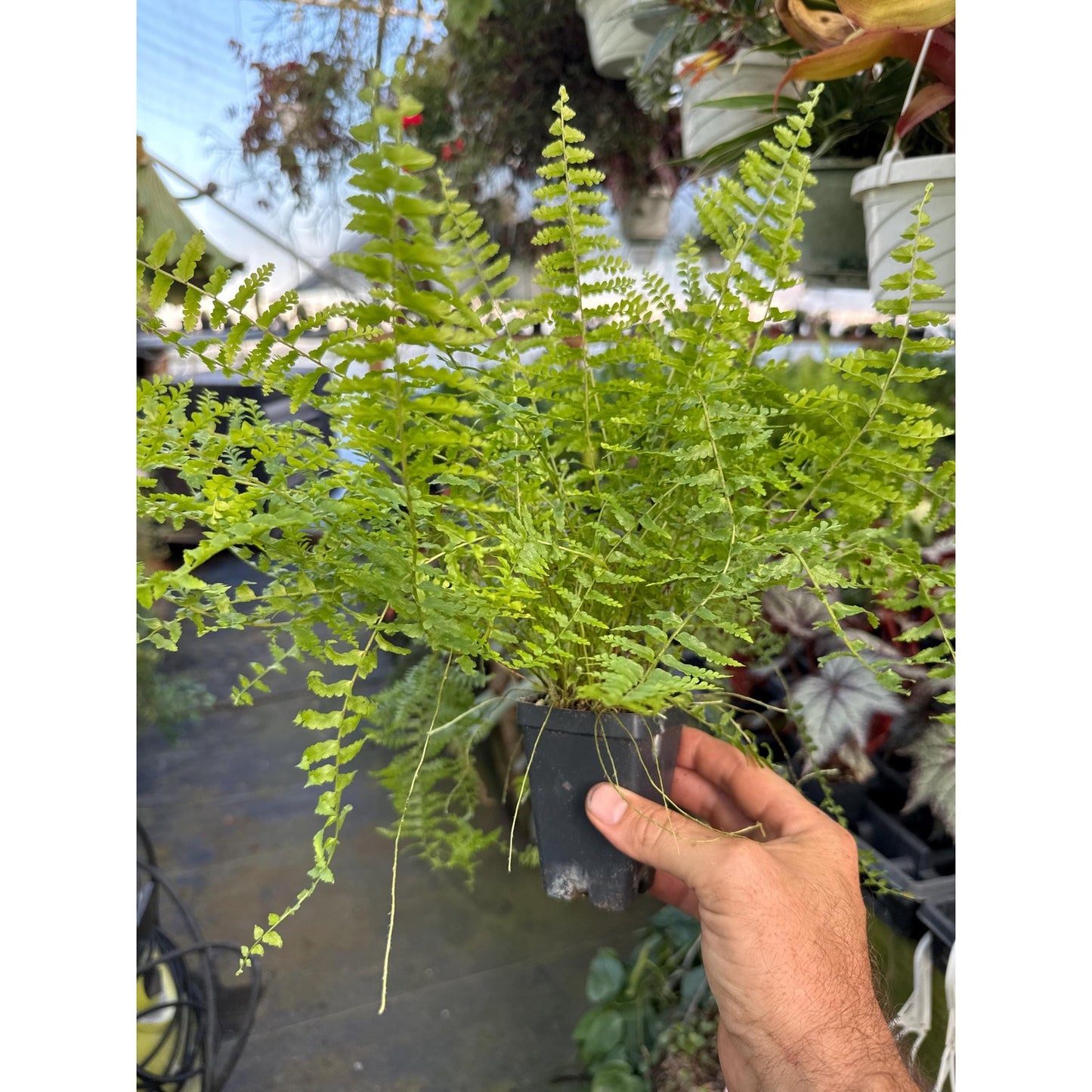 Nephrolepis exaltata ‘verona lace’- rare old variety