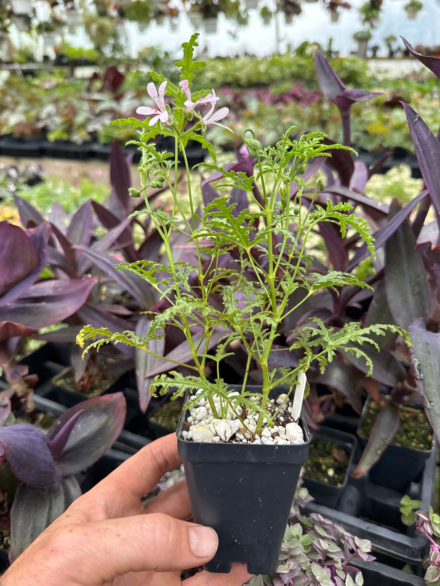 Pelargonium ‘balsam’
