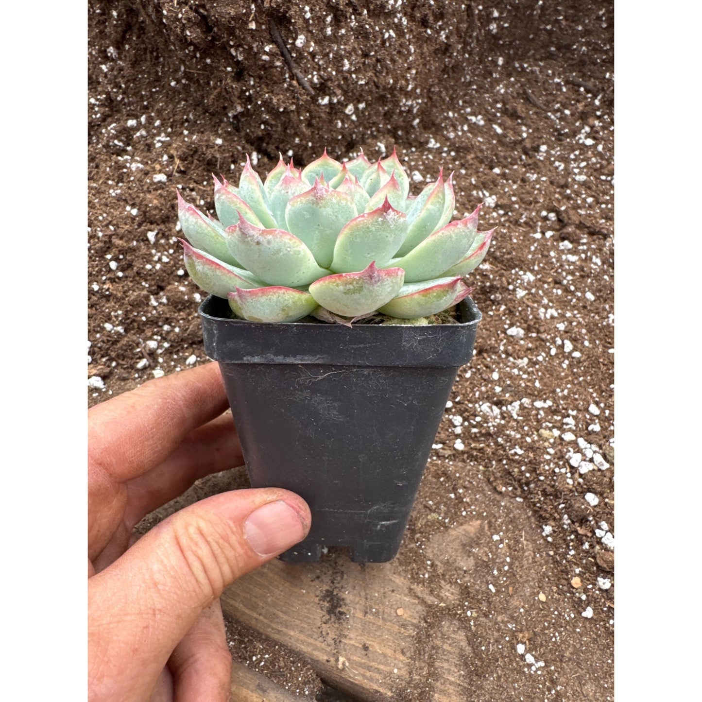 Echeveria ‘pink crystal’