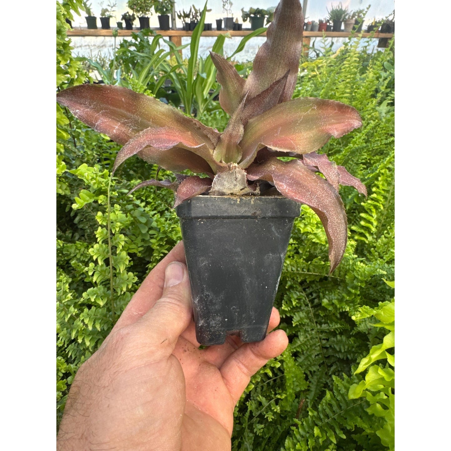 Cryptanthus marginatus