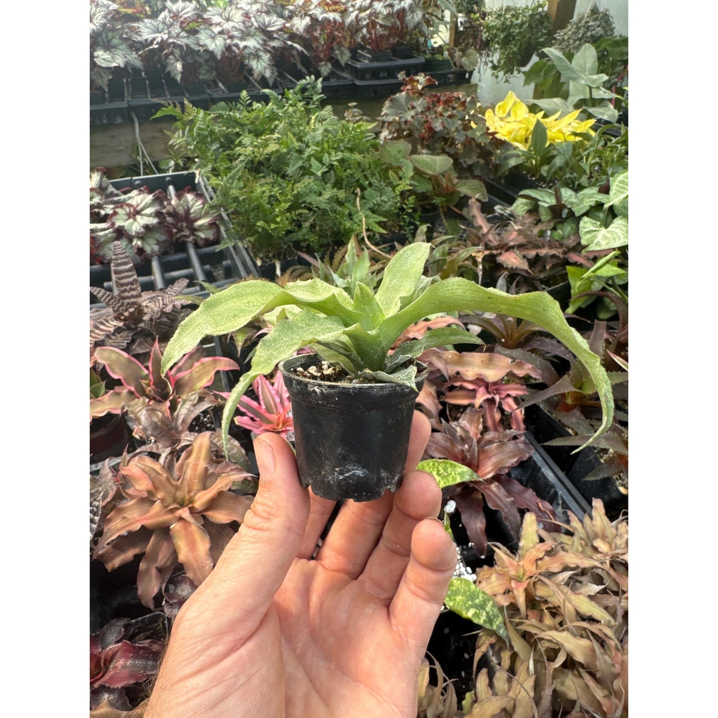 Cryptanthus ‘snow goose’