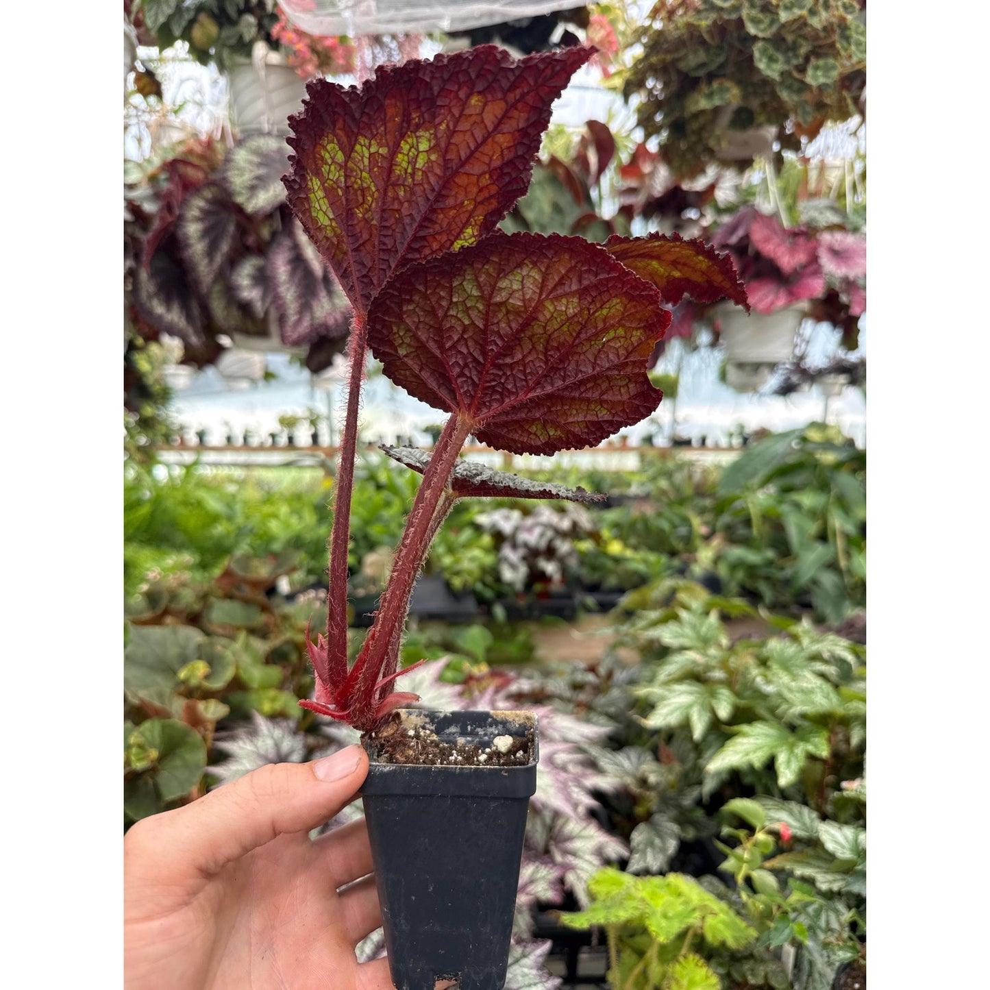 Begonia ‘kathrine’