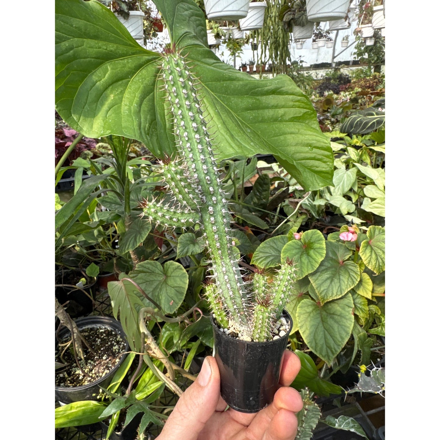 Euphorbia baioensis
