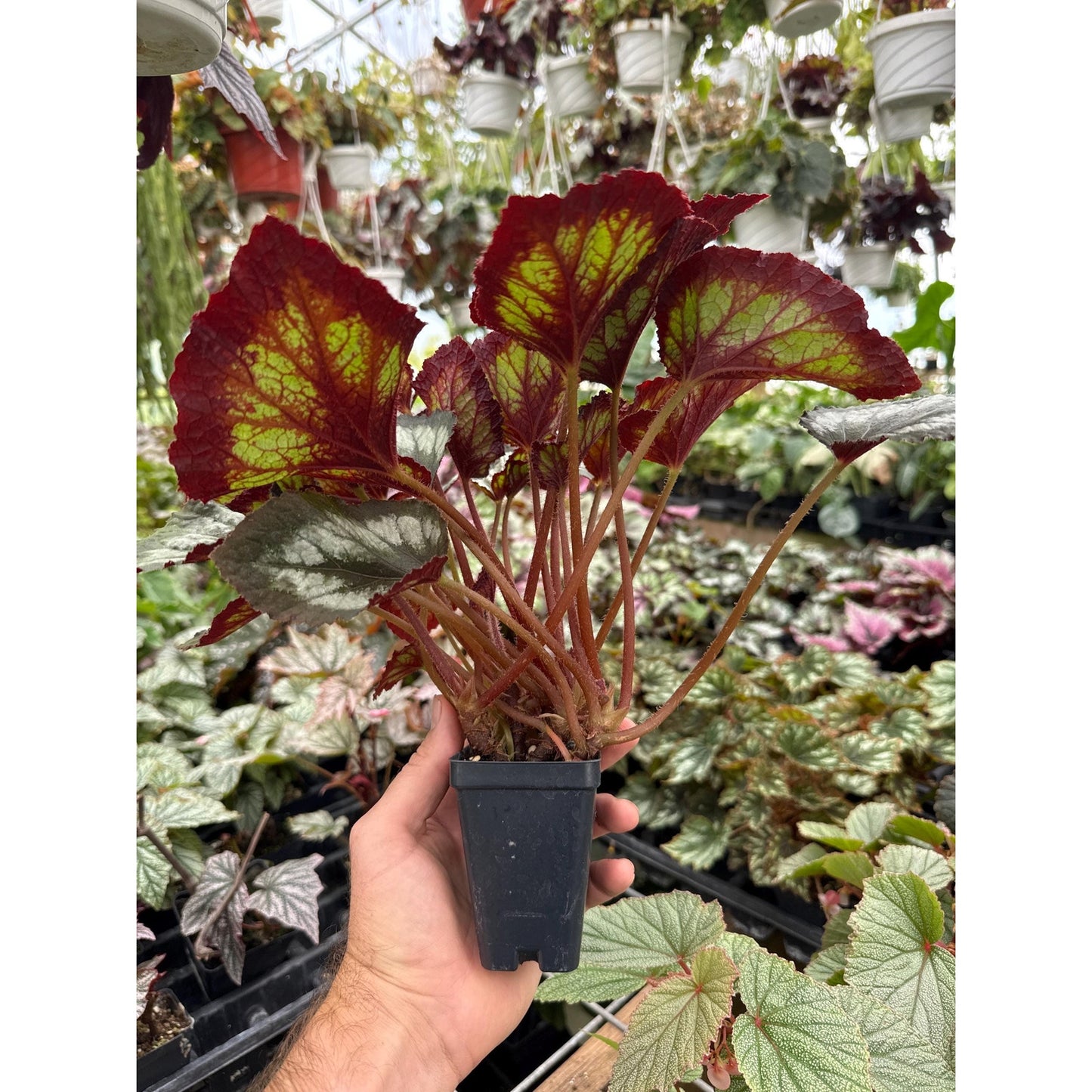 Begonia ‘dib’s tuxedo’
