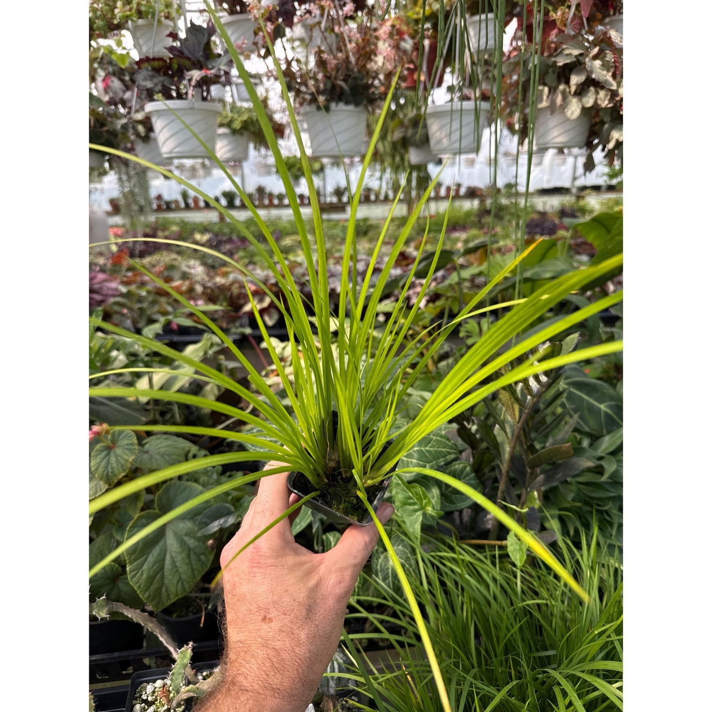 Acorus Gramineus 'ogon’ - Golden sweet flag! indoors or out!