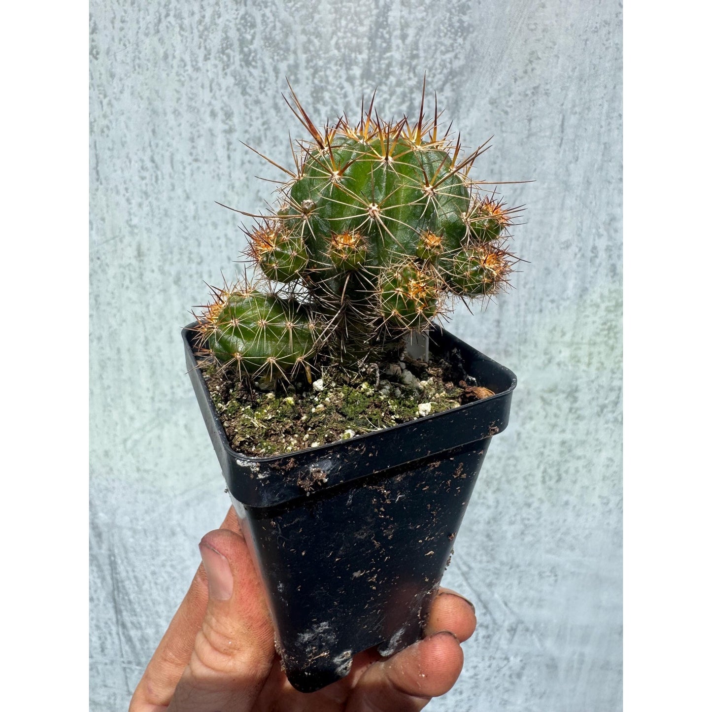 Lobivia ferox