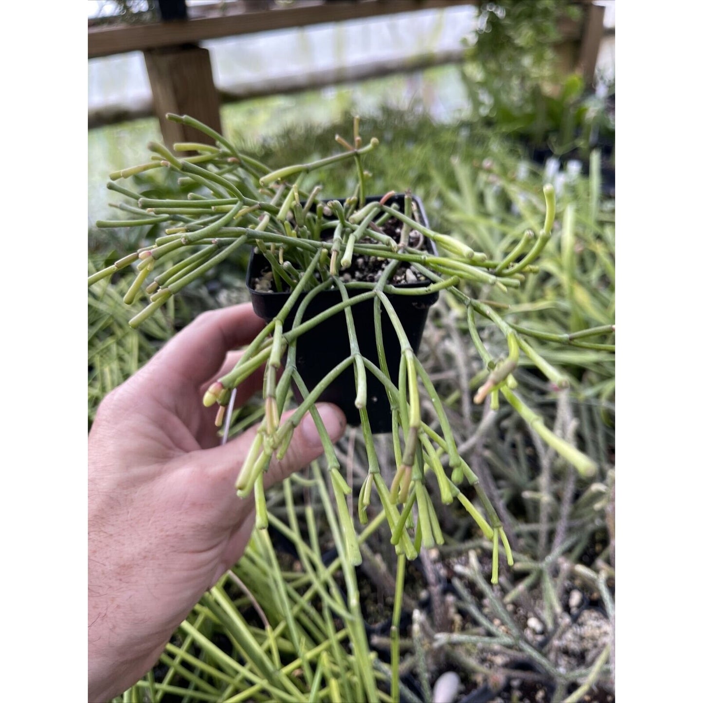 Rhipsalis clavata - Nice rooted plants!
