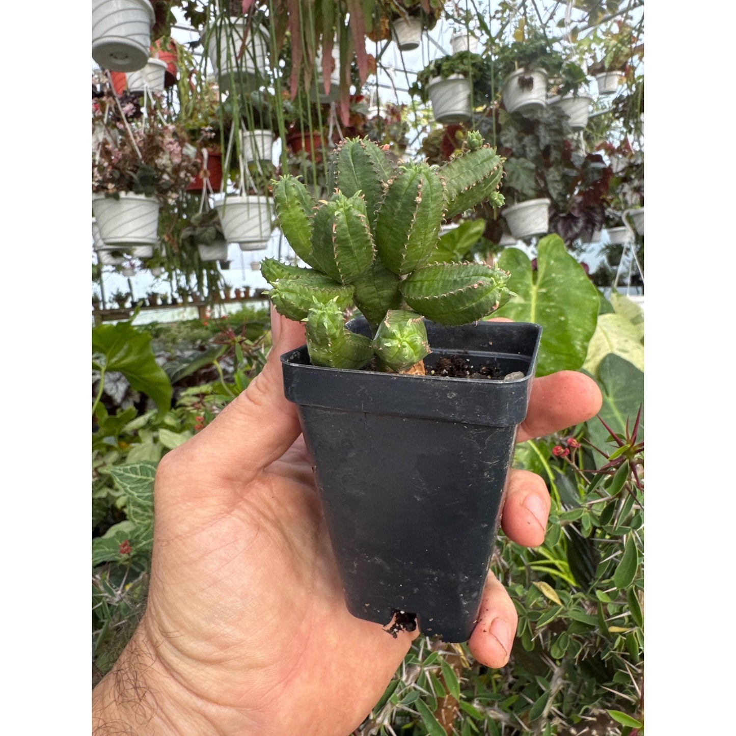 Euphorbia psuedoglobulosa