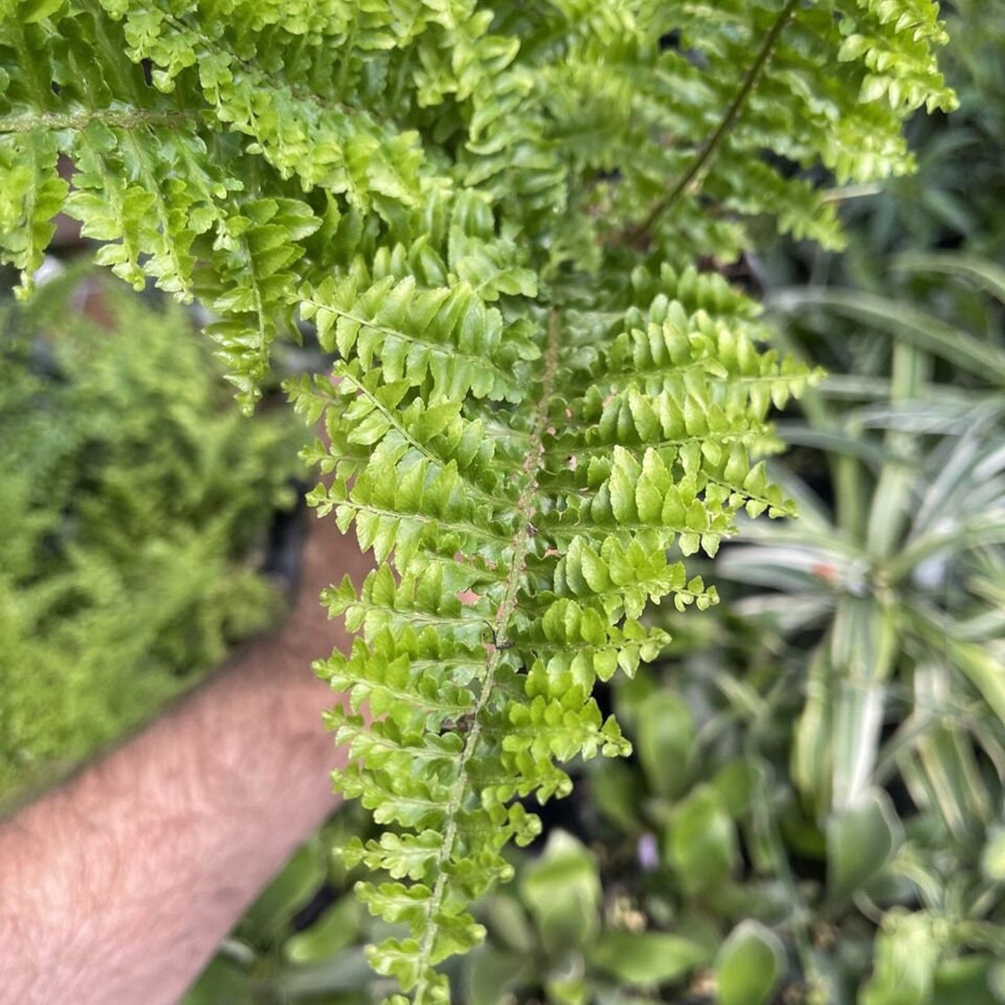 Nephrolepis exaltata ‘FRINGED VASE’ - Gorgeous Fern