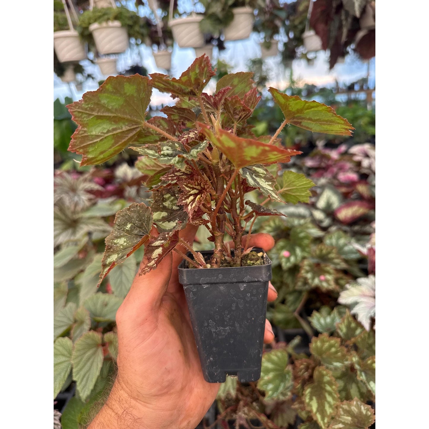 Begonia ‘grenada’