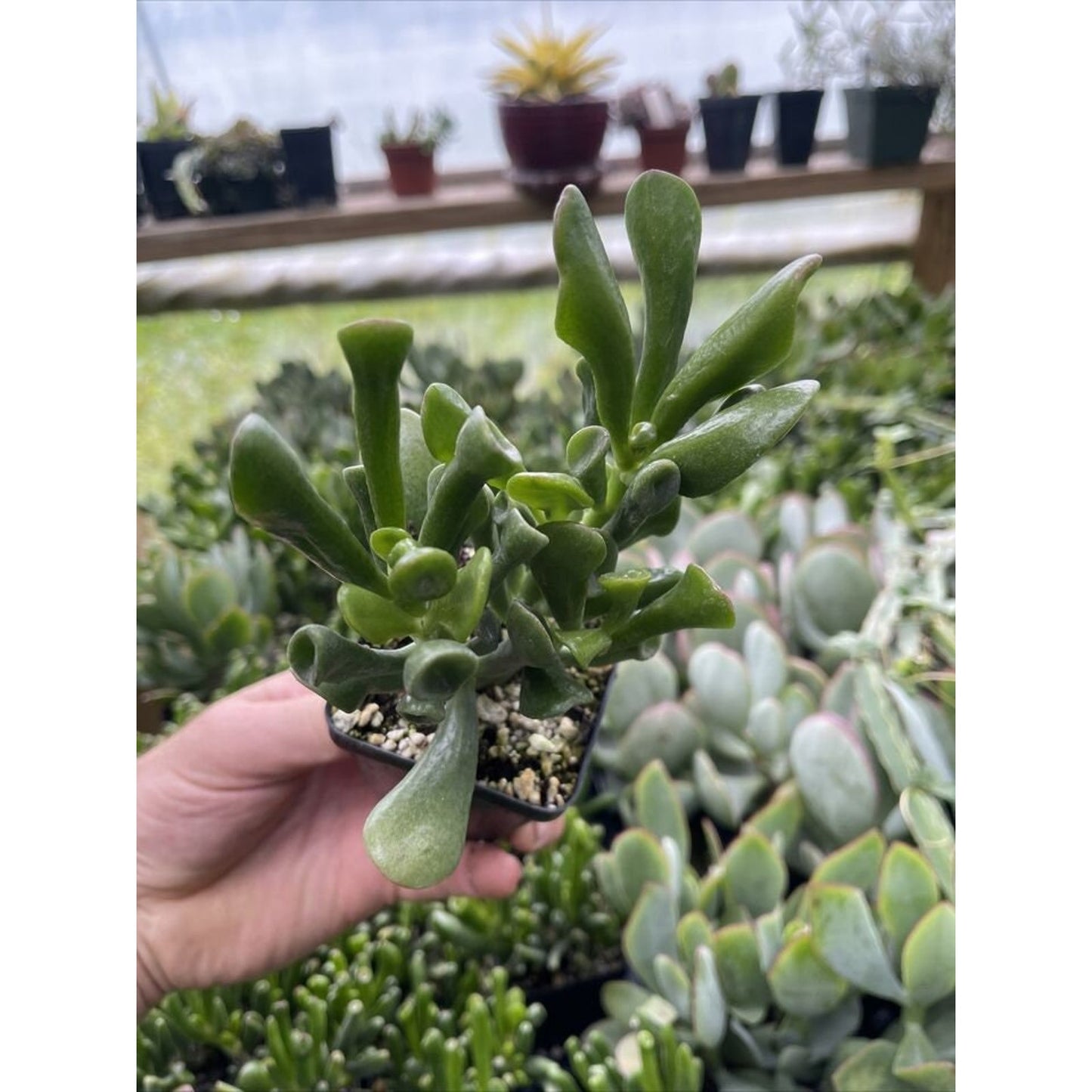 Crassula ovata ‘ORGE’S EARS’