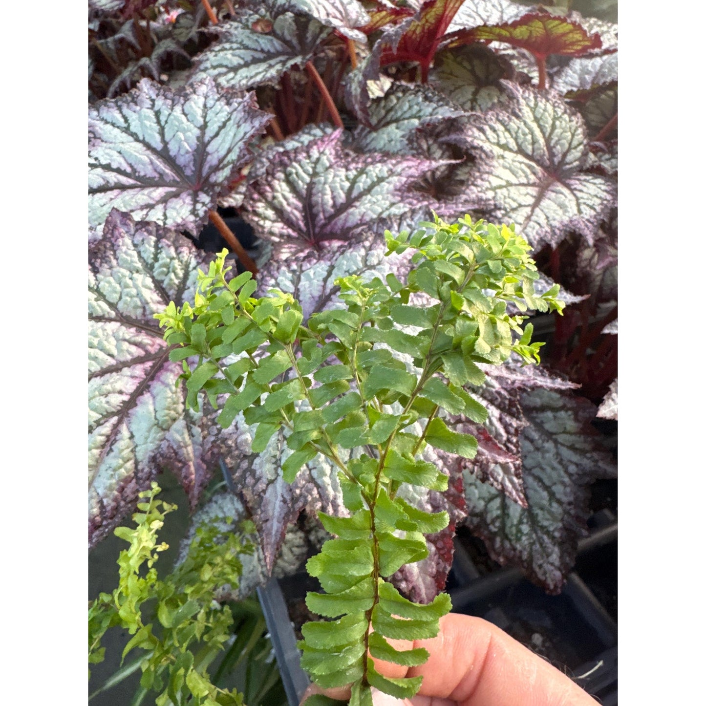 Nephrolepis cordifolia ‘handy’- Neat crested variety