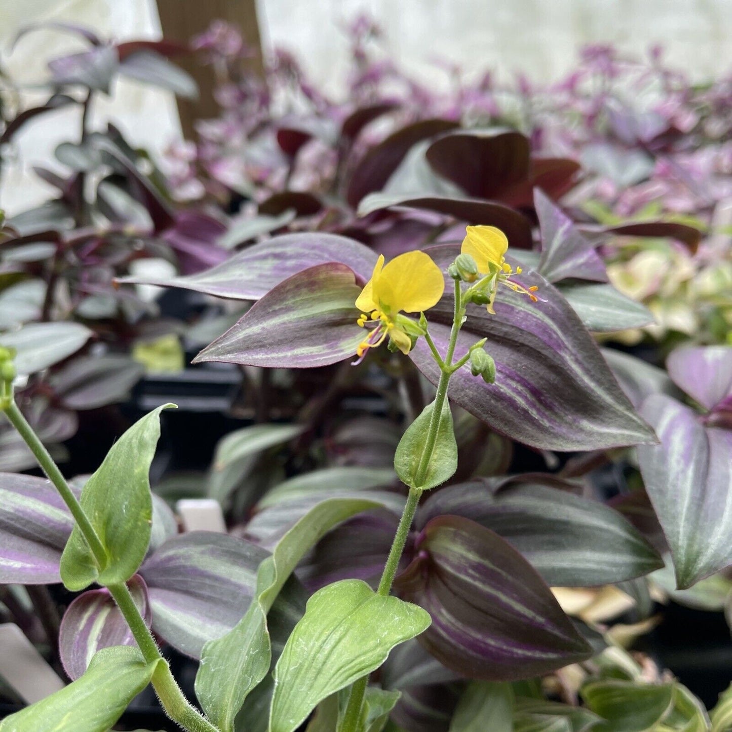 ANEILEMA AEQUINOCTAILE - Tradescantia Relative