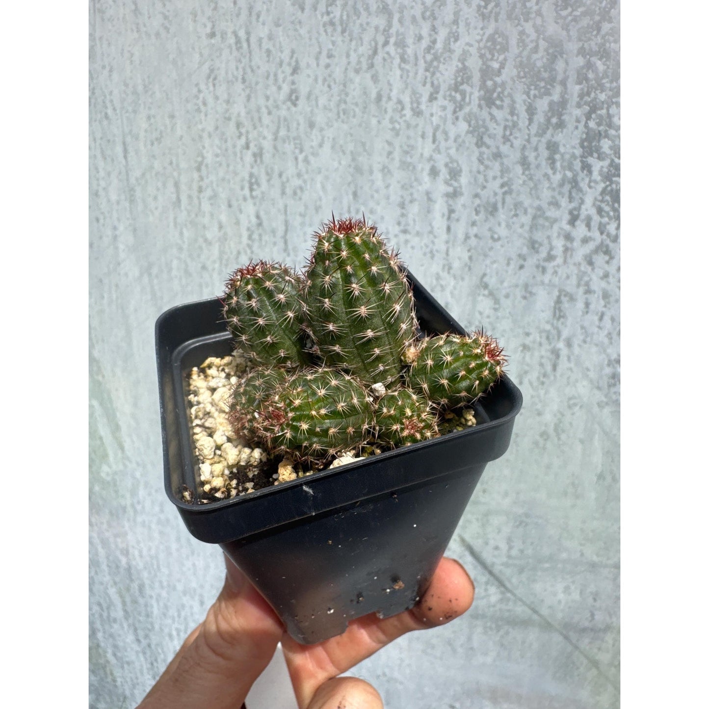 Echinopsis ‘rose quartz’