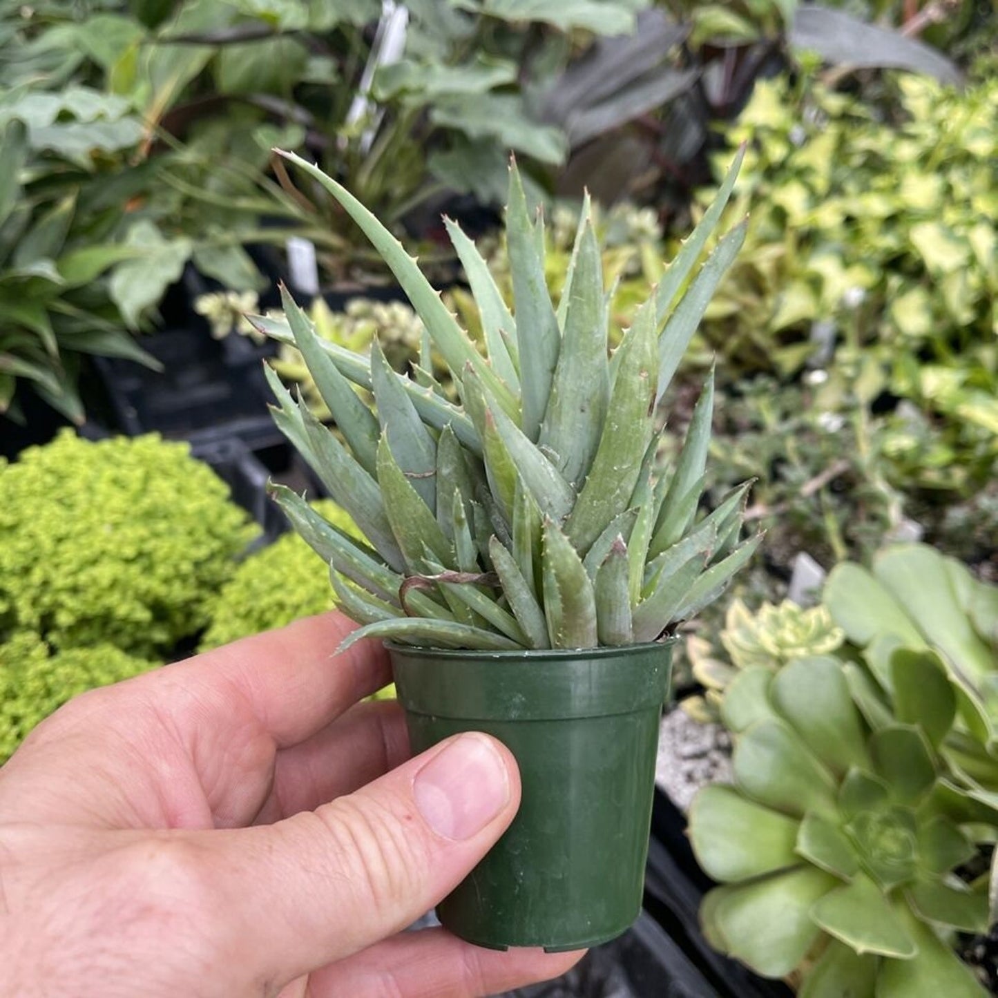 Aloe ‘WALMSLEY’S BLUE’ - Rapidly clustering plant!