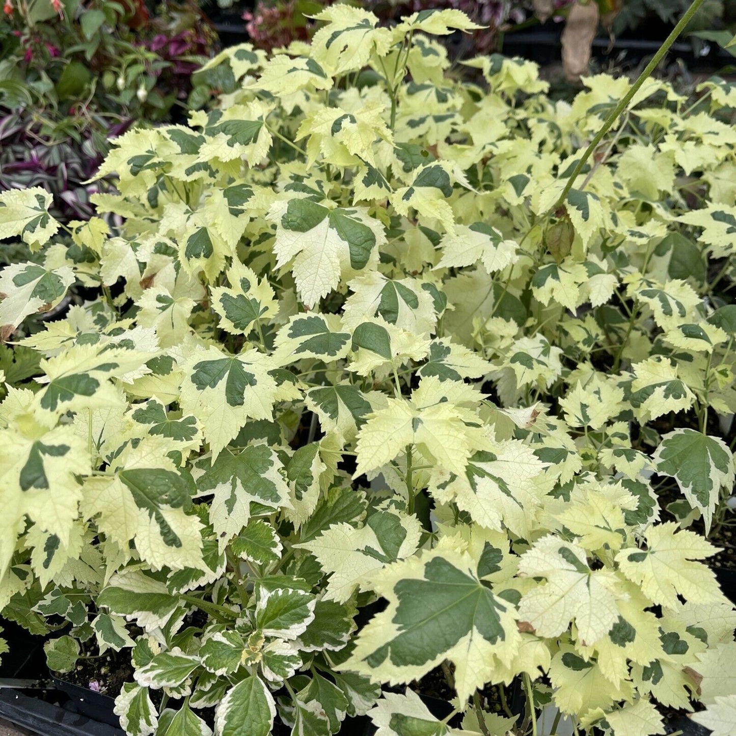 ABUTILON X ‘SAVITZII’ - Highly variegated