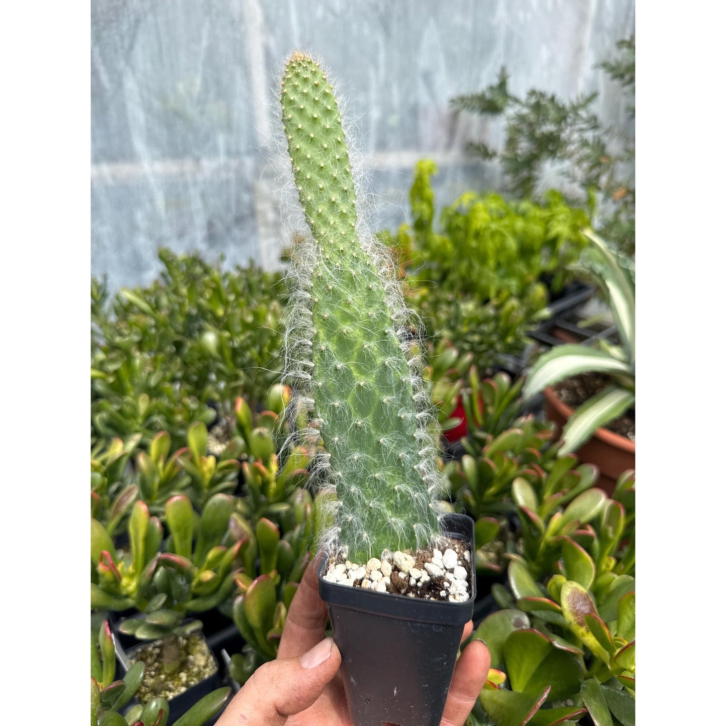 Opuntia polycantha ‘snow fuzzy’