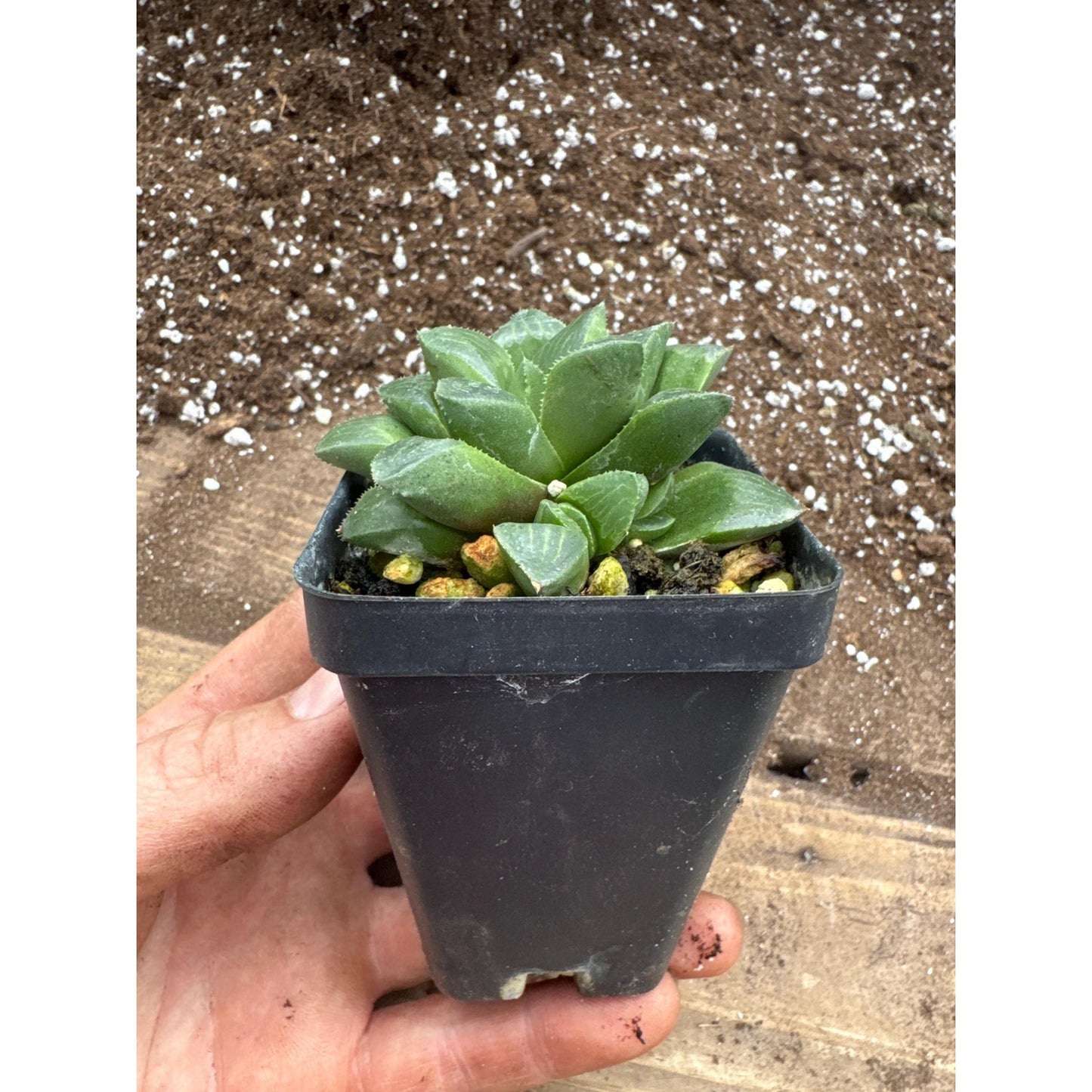 Haworthia retusa